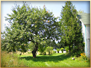 Munro Garden - Apple Tree